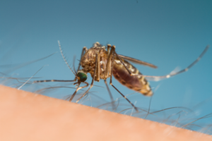 Lire la suite à propos de l’article La prévention commune à toutes les maladies transmises par les moustiques