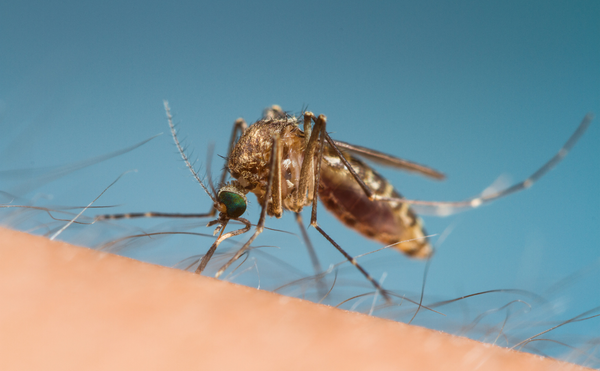 La prévention commune à toutes les maladies transmises par les moustiques