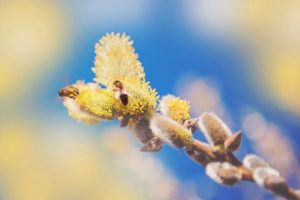 Lire la suite à propos de l’article Les pollens : surveillance et recommandations