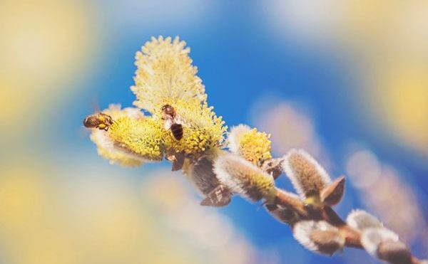 Les pollens : surveillance et recommandations