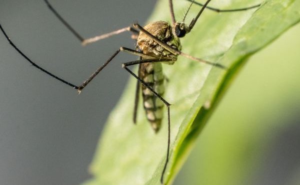 Les maladies virales transmises par les moustiques