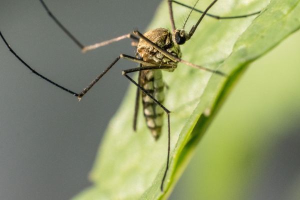 Les maladies virales transmises par les moustiques